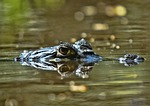 orinoco crocodile, reptile, venezuela