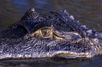orinoco crocodile, eye, reptile