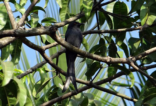 Drongo, Bird, Fauna, Perched, Mango Tree