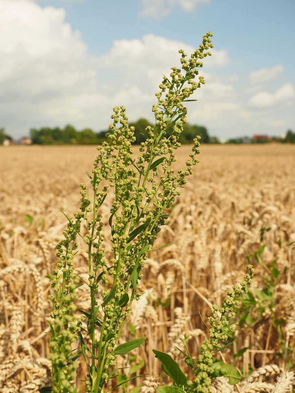 Common Sorrel Inflorescence - Free photo on Pixabay