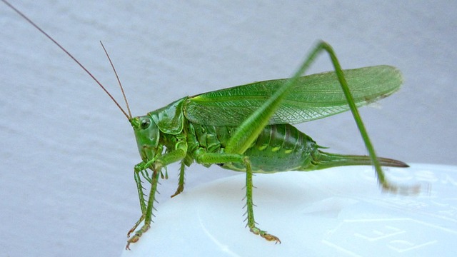 Sprinkhaan, Insect, Macro