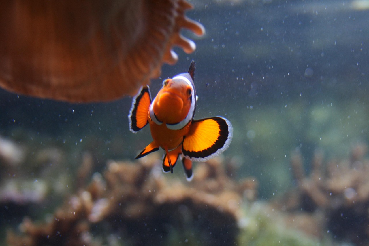 Fish - free online jigsaw puzzle photo