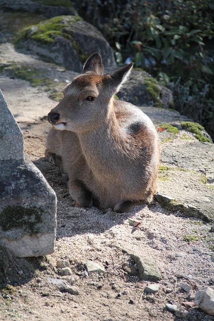 Free Deer Miyajima photo and picture