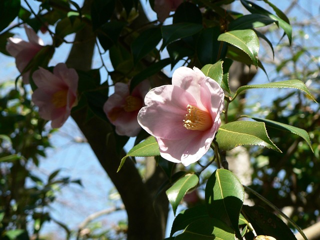 Free Flower Tree photo and picture