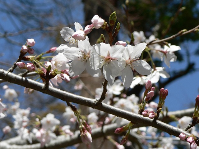 Free Sakura White Flowers photo and picture