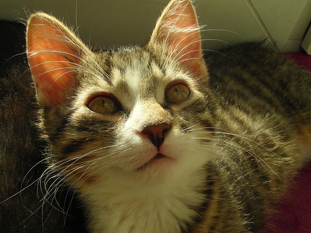 Free Cat Animal photo and picture