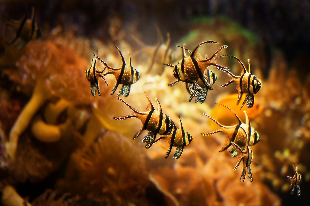 Aquarium - free online jigsaw puzzle photo