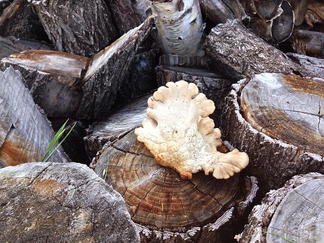 Champignon, Svamp, Natur