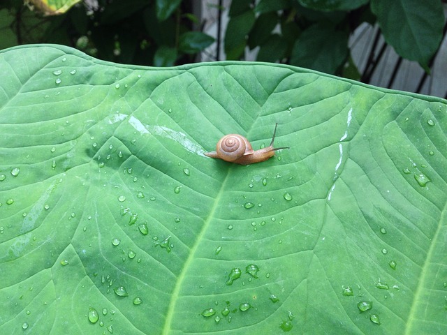 Snegl, Natur, Sød, Langsom, Grøn, Makro
