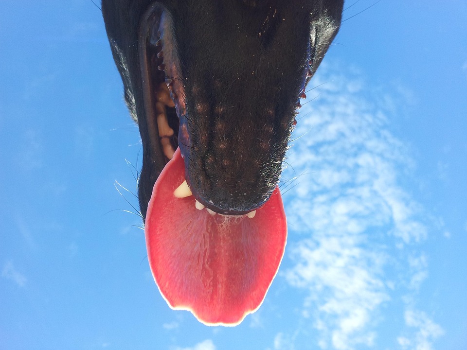 Lidah Anjing Moncong Foto Gratis Di Pixabay
