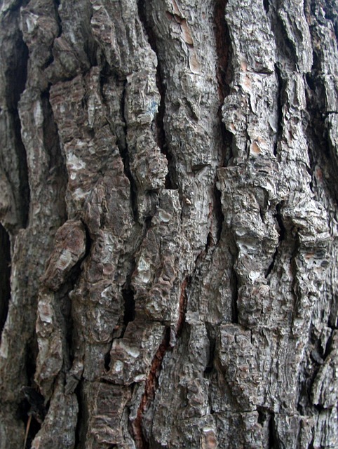 Free Bark Pine Tree photo and picture