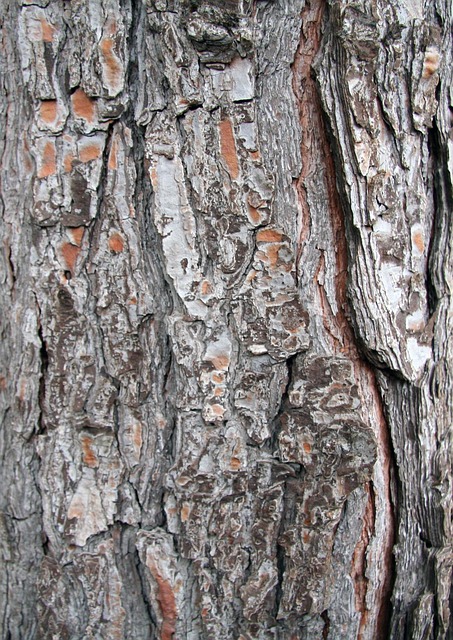 Free Bark Troco photo and picture