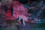 leopard, cat, ocelot