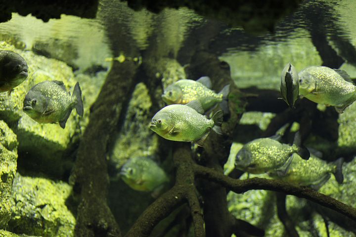 40+ Free Piranha & Fish Images