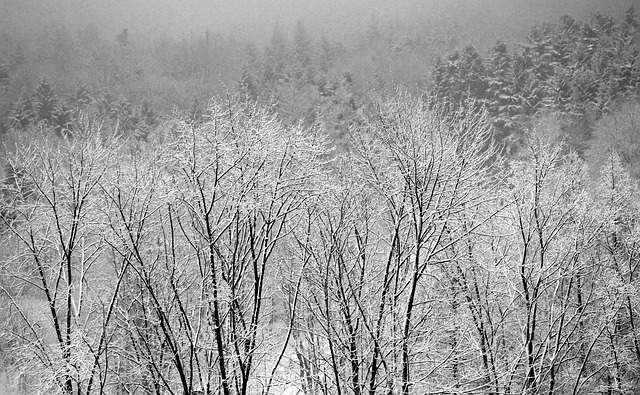 Winter, Landschap, Sneeuw, Wit, Natuur