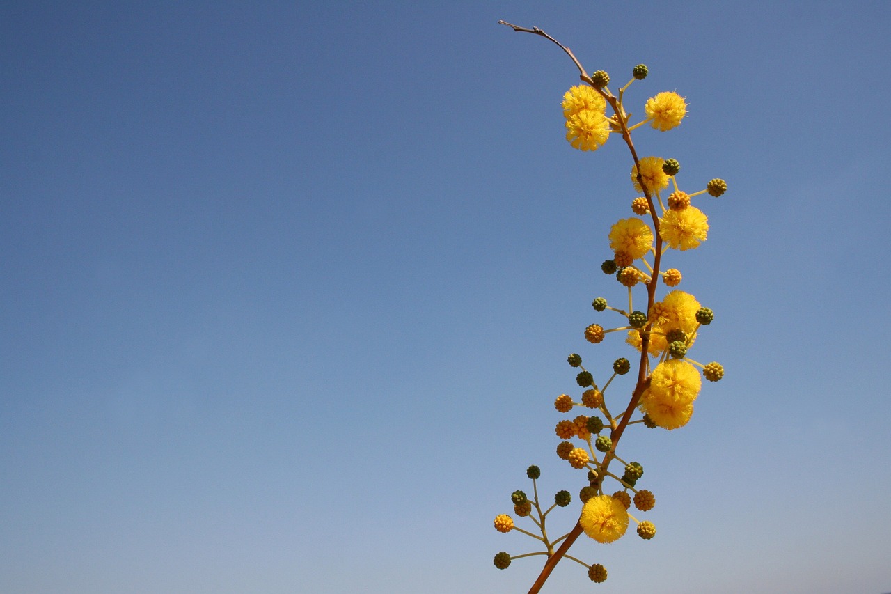Blume Gelb Bubble