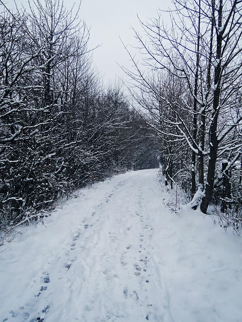 Vinter, Vei, Avtrykk, Snø, Spor, Trær