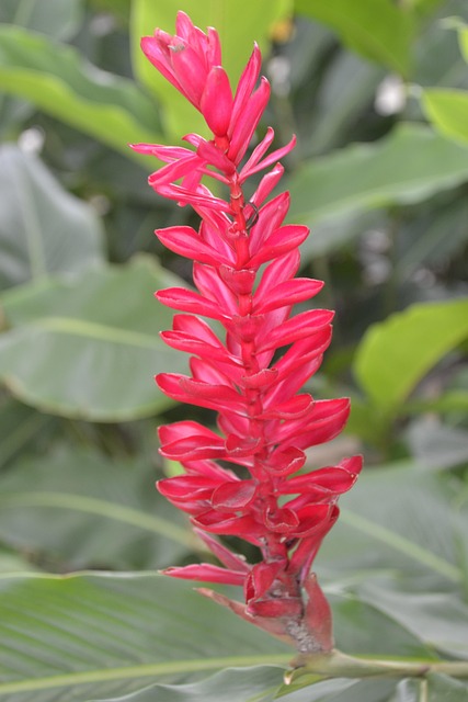 Blomster, Plante, Eksotisk, Tropisk