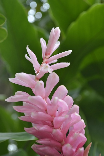 Blomster, Plante, Eksotisk, Tropisk