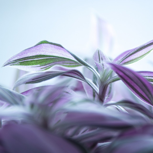 Free Purple Flower Leaves photo and picture