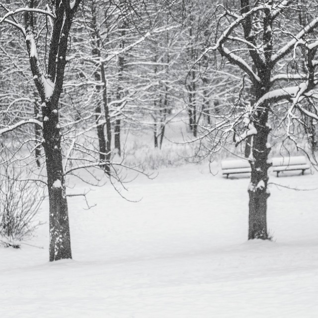 Free Winter Snow photo and picture