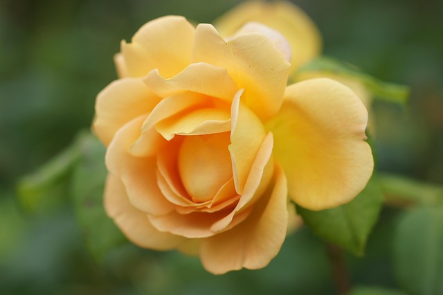 Rose, Blomst, Sommer, Natur, Blomster