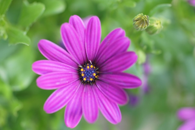 Lilla, Gul, Blomst Tapet, Blå, Natur