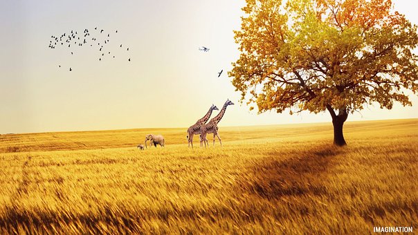 Enger, Sjiraff, Elefant, Fugl, Natur