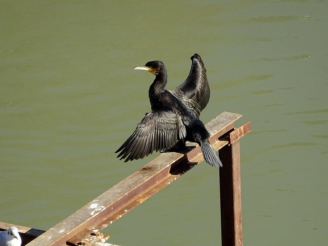 Free Cormorant Bird photo and picture