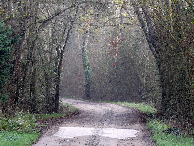 Free Anjou Forest photo and picture
