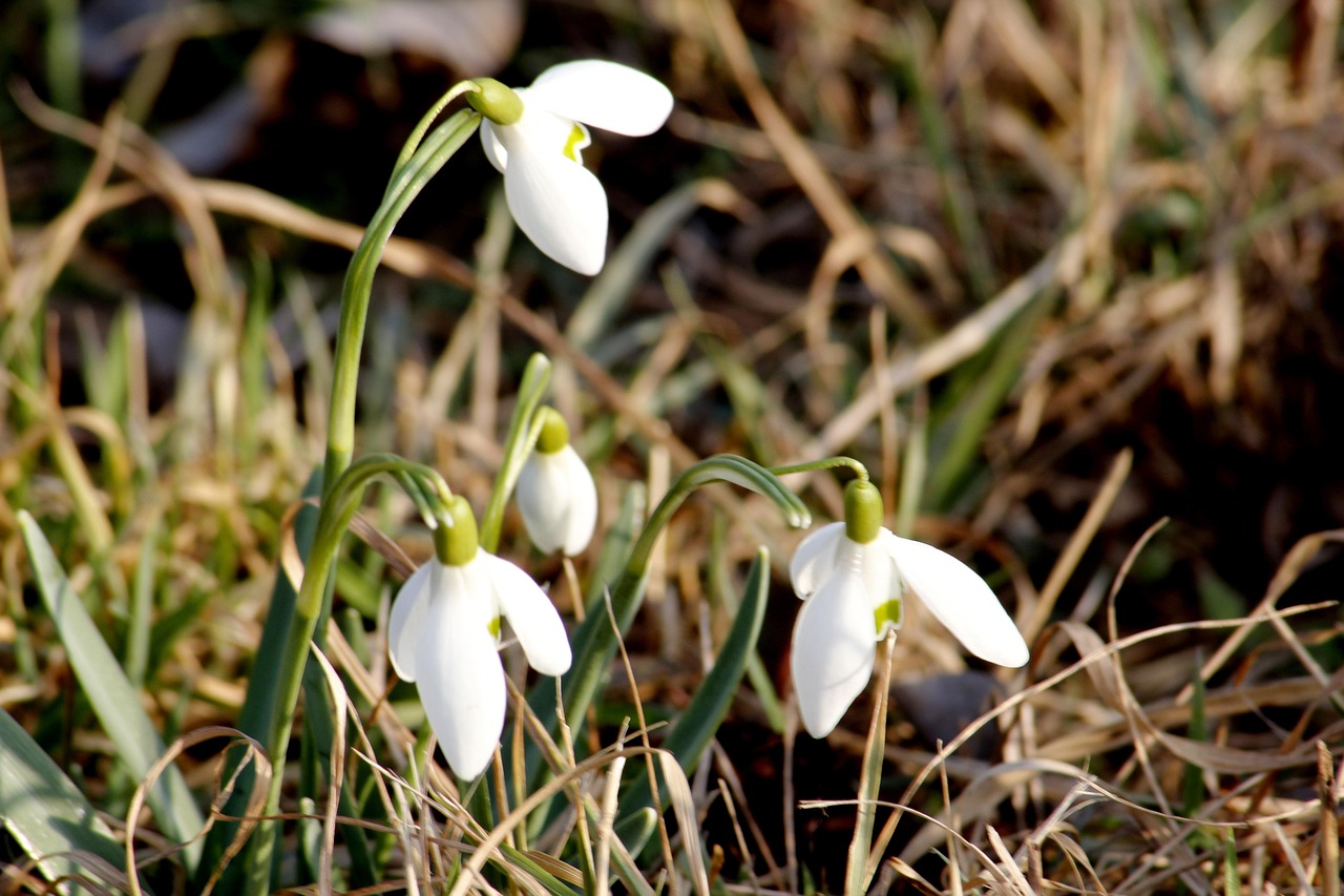 Download free HD stock image of Snowdrop Spring Free Snowdrop Spring photo and picture