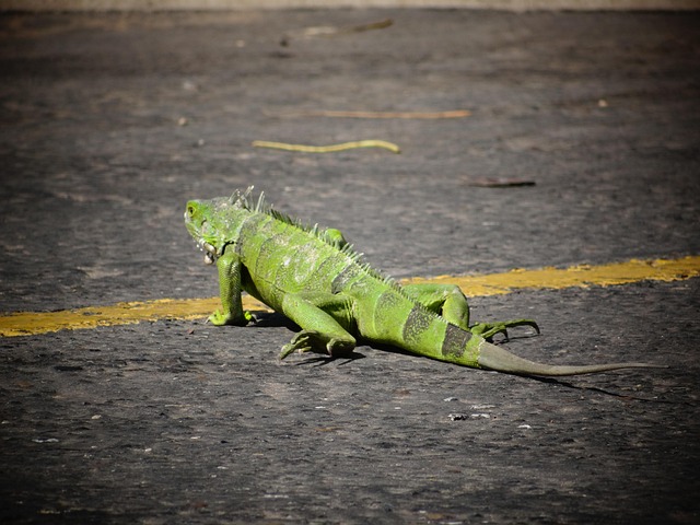 Free Iguanas Nature photo and picture