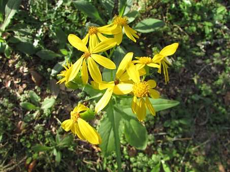 Free Flowers Yellow photo and picture
