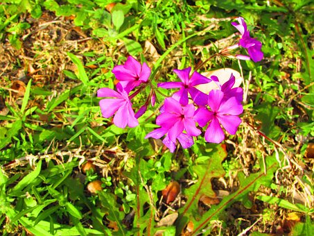 Free Flowers Plant photo and picture