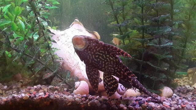 Free Fish Water photo and picture