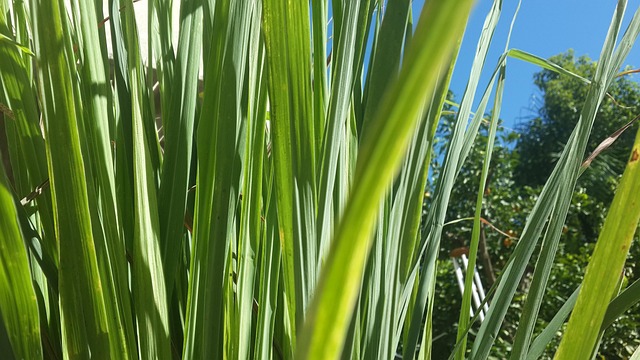 Free Lemon Grass photo and picture