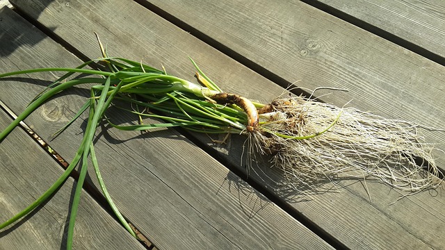 Free Veg Green photo and picture