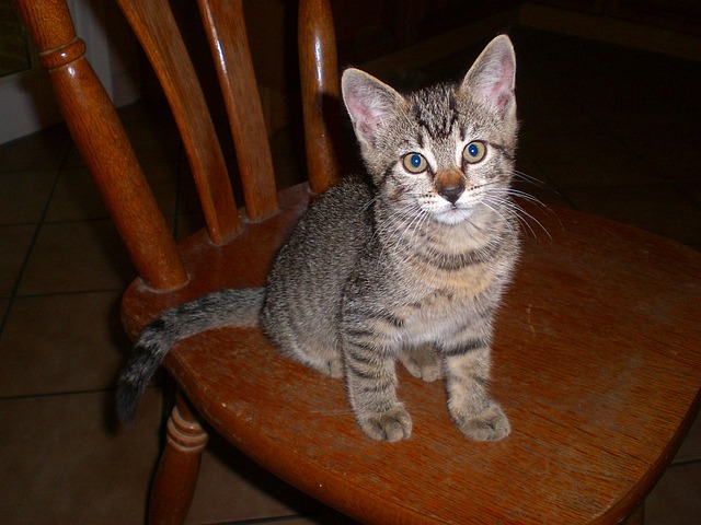 Free Cat Kitten photo and picture