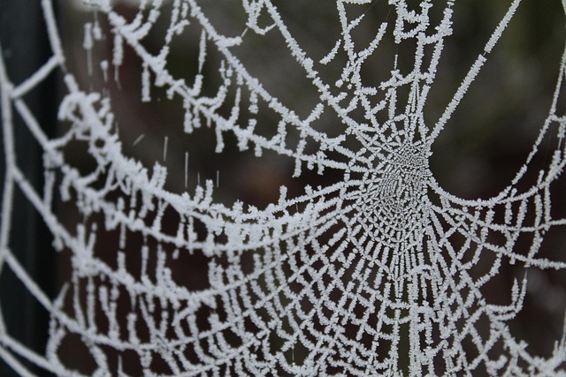 Ijzig, Spinnenweb, Koud, Vorst, Bevroren