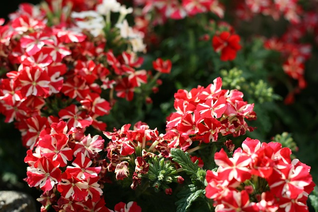 Tuin, Bloemen, Mooie Bloemen, Zomer