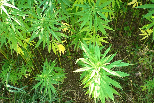 Free Industrial Hemp Hemp photo and picture