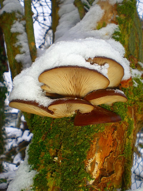 Free Mushrooms Tree Fungi photo and picture
