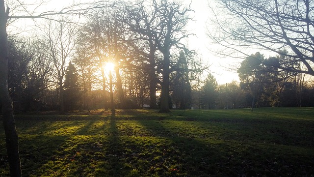 Woud, Bos, Natuur, Boom, Herfst