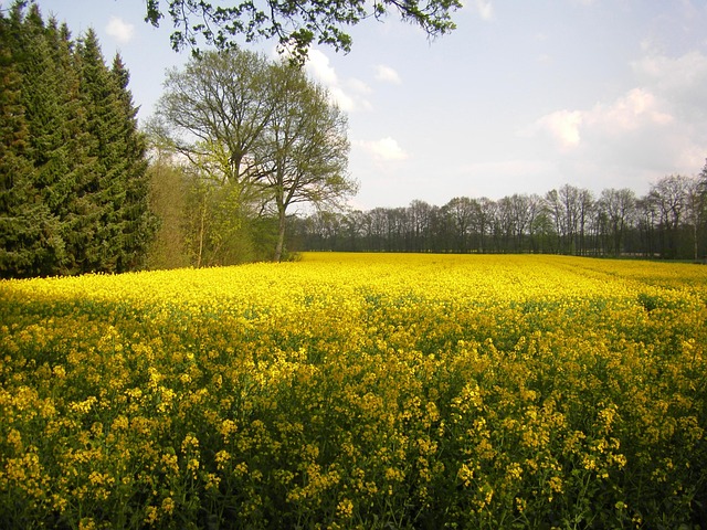 Free Oilseed Rape Yellow photo and picture
