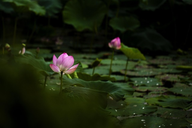 Free Lotus Nature photo and picture