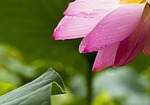 lotus, flowers, nature