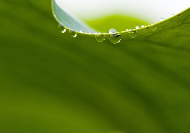 Free Nature Lotus Leaf photo and picture