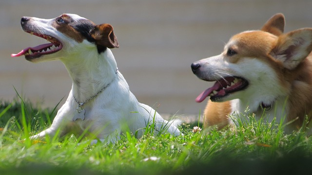 Free Dog Animals photo and picture