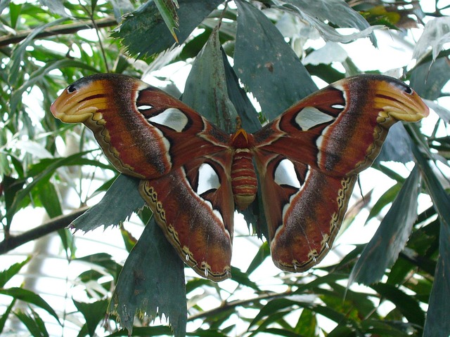 Atlas Schmetterling, Schmetterling