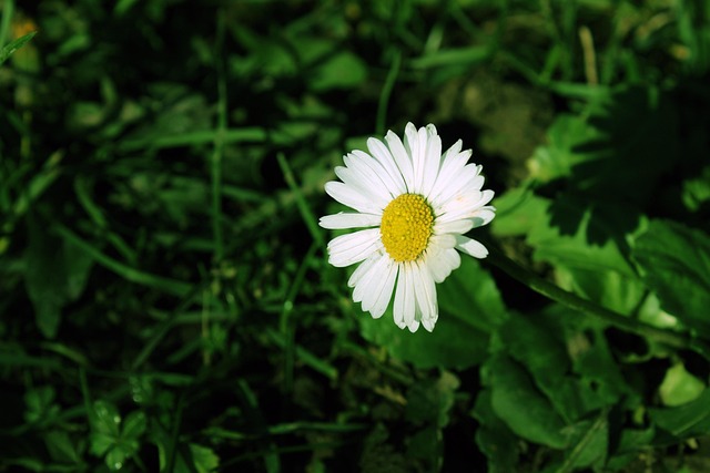 Free Daisy Grass photo and picture